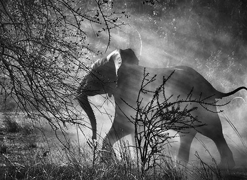 ©photo by Sebastião Salgado / Amazonas images
 