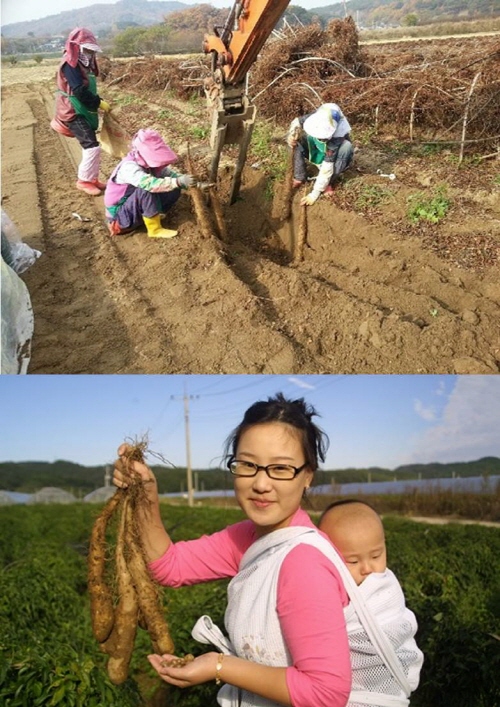 신선한 마를 신속하게 공급받을 수 있는 적기! 인기만점