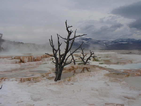 Mammoth Hot Spring Terrace