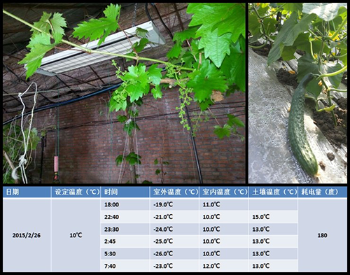 하얼빈공대그룹, 영하 20~30도에서 오이·토마토·포도 재배 성공!