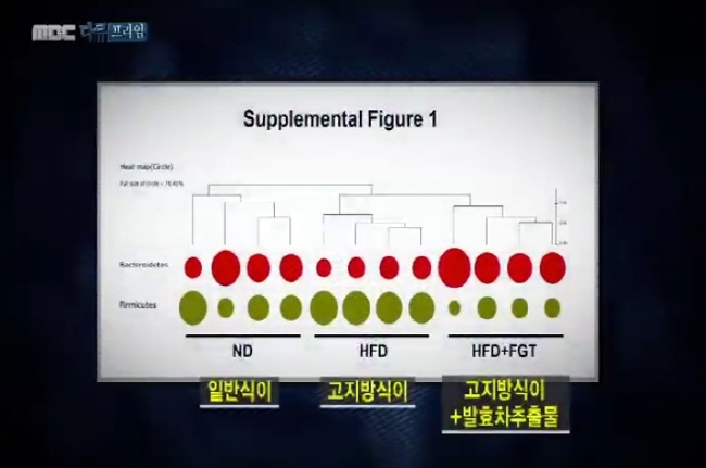 MBC 다큐프라임, 비만세균 감소에 좋은 발효녹차 관심 급증