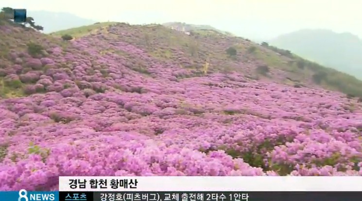 황매산 철쭉축제
 출처:/SBS 뉴스 캡처