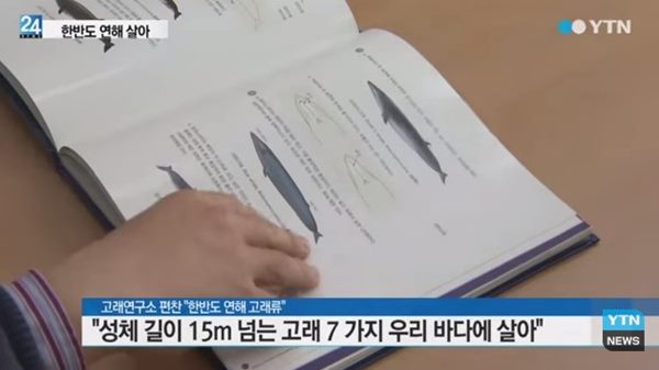 향유고래 특징
 출처:/ YTN 방송 화면 캡쳐