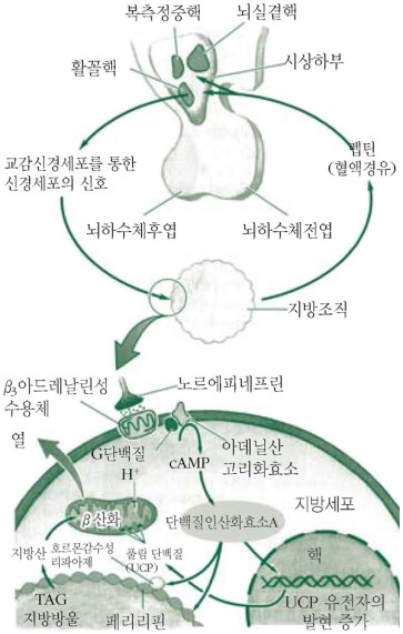 렙틴호르몬이란
 출처: 네이버 지식백과