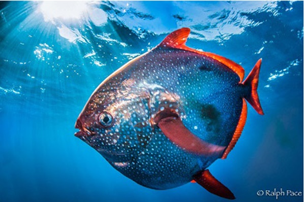 하지만 미 국립해양대기청(NOAA) 니콜라스 웨그너(Nick Wegner) 박사 연구팀에 따르면 빨간개복치(opah)를 연구한 결과 다른 어류와 달리 마치 포유류처럼 따뜻한 피가 흐르고 있다는 사실을 발견했다.사진=NOAA 