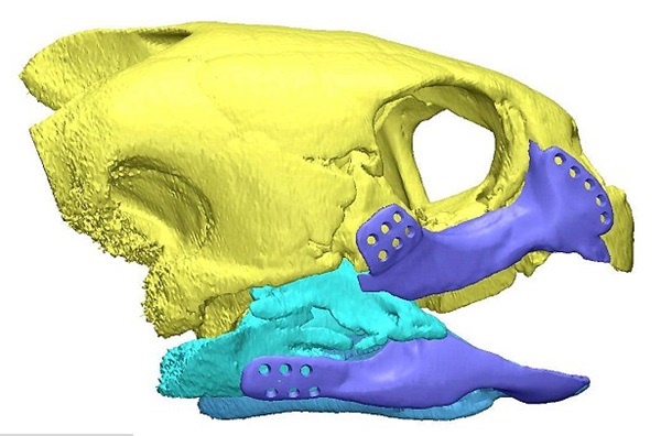 의료용 단층촬영(CT)장치로 스캔된 이미지로 만들어진 인공턱을 이식받은 바다거북의 머리모습. 사진=B테크이노베이션