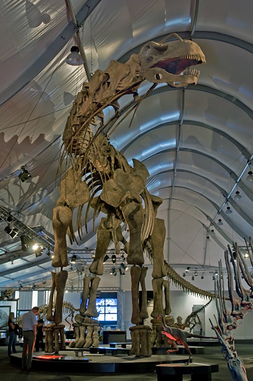 지금까지 발견된 것 가운데 가장 큰 공룡 알젠티노사우루스. 사진=위키피디아