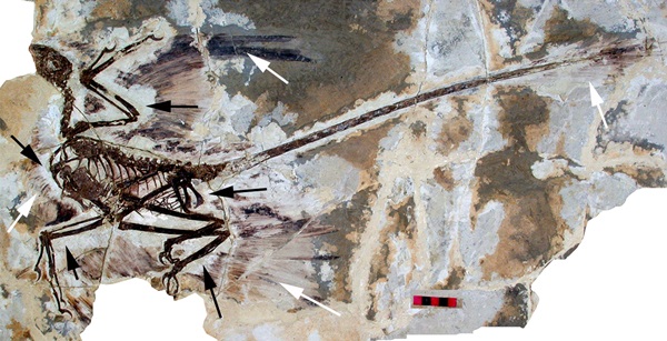 날개를 가진 공룡의 조상 시조새의 화석. 하지만 학자들은 지난 수년 간의 연구 결과 깃털을 가지고 있지만 날지 못하는 벨로시랩터같은 공룡들도 여럿 있었다고 보고 있다. 사진=위키피디아