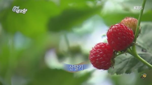 산딸기의 효능
 출처:/ KBS 캡처