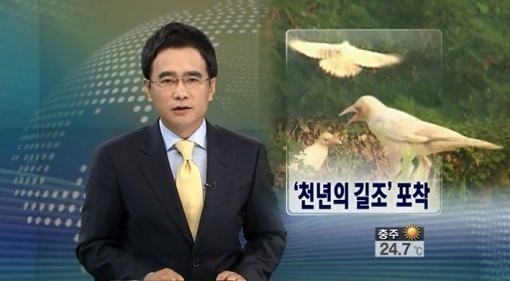 천년의 길조
 출처:/ KBS뉴스 캡쳐