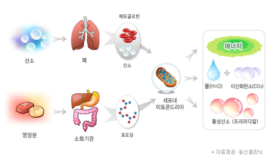 [홍성재 원장 의학칼럼] 활성산소는 인간의 숙명이다!