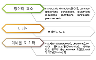 [홍성재 원장 의학칼럼] 활성산소를 방어하는 시스템, 항산화력