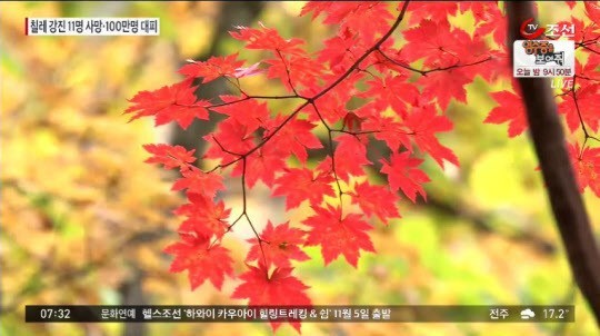 가을에 피는 꽃
 출처:/TV조선 화면 캡쳐(기사와 무관)