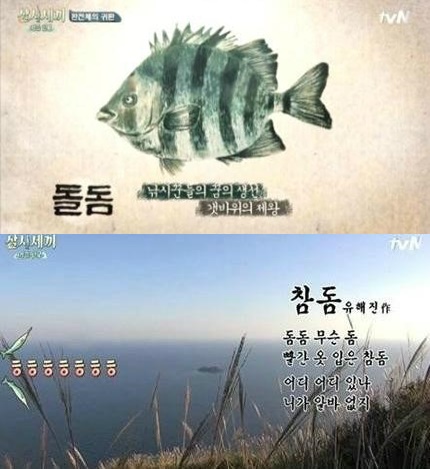 돌돔 낚시의 정석
 출처:/tvN '삼시세끼 어촌편2' 화면 캡쳐