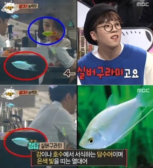 열대어 키싱구라미
 출처:/MBC '능력자들' 화면 캡쳐