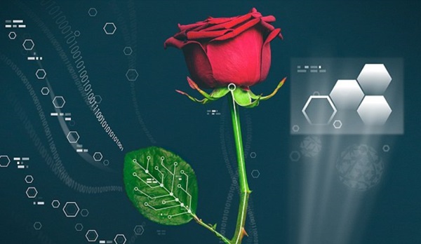 스웨덴연구팀의 연구는 식물 내부의 성장과 다른기능을 조절하는 것을 포함한 많은 가능성을 제시하고 있다. 사이보그 장미는 전압 변화에 따라 잎사귀의 색깔을 변화 시킨다. 사진=린코핑대