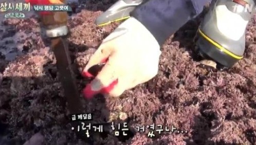 삼시세끼 어촌편2
 출처:/ tvN '삼시세끼 어촌편2' 캡처