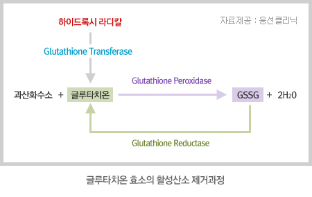 [홍성재 원장 의학칼럼] 인체의 수호신, 글루타치온(Glutathione)