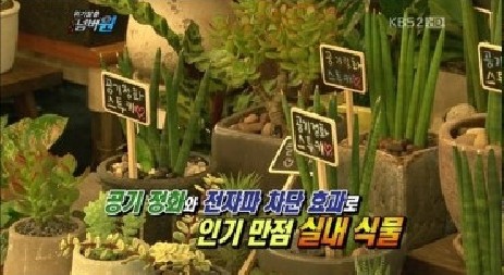 실내 식물 미세먼지 감소 효과
 출처:/ KBS 위기탈출 넘버원 방송 캡쳐
 