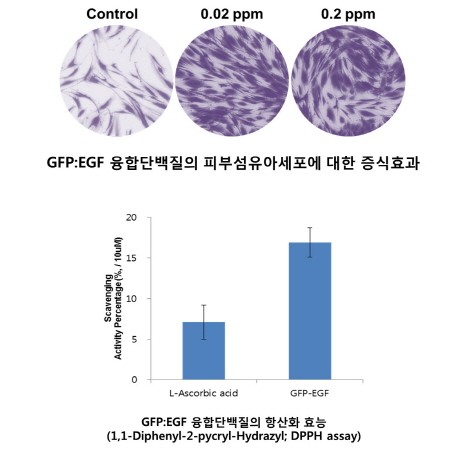 ㈜넥스젠바이오텍, 피부 주름 개선 및 항산화 효능 우수한 ‘하이브리드 프로테인’ 개발