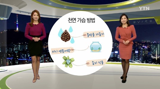 공기 정화 식물 best 5
 출처:/ YTN 캡처(기사와 무관)