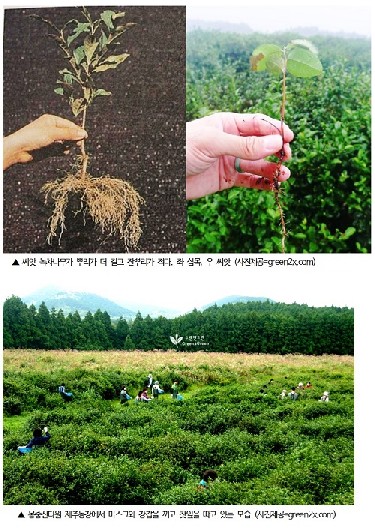 시작부터 먹는 과정까지 특별한 ‘몽중산다원 녹차’