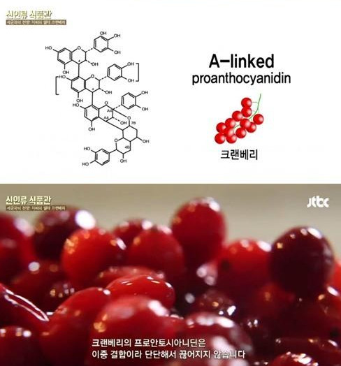 크랜베리의 효능
 출처:/ JTBC 신인류 식품관 캡쳐