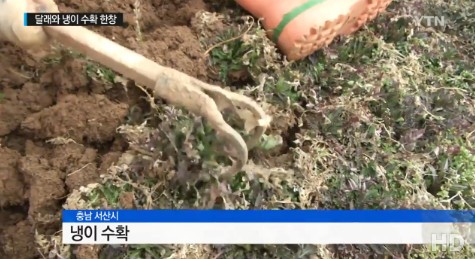 냉이의 효능
 출처:/ YTN 캡처