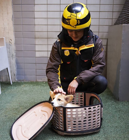 띵동 메신저가 애완동물 관리 서비스를 제공하고 있다. <사진 허니비즈>