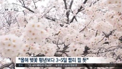 봄꽃 종류
 출처:/MBC 뉴스 캡처