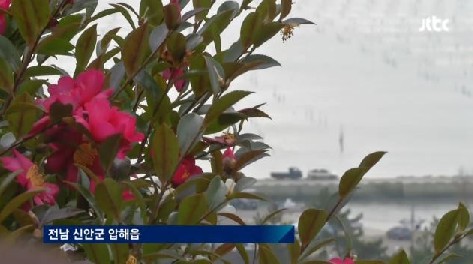 신안군 유네스코
 출처:/JTBC 뉴스 캡처