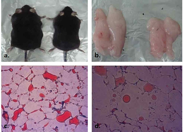 △사진2 설명: KH-FD의 동물실험 효력 결과
 a. KH-FD 비 투여 마우스(사진 왼쪽) 및 투여 마우스(오른쪽)의 외관 비교
 b. KH-FD 비 투여 마우스(왼쪽) 및 투여 마우스(오른쪽)의 복강 지방 조직 비교
 c. KH-FD 비 투여 마우스의 복강 지방 조직의 오일 레드 O 염색 사진
 d. KH-FD 투여 마우스의 복강 지방 조직의 오일 레드 O 염색 사진
 