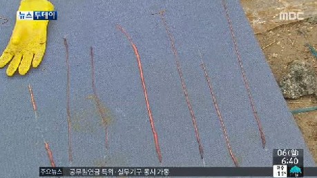 한강 끈벌레 출처:/ MBC 뉴스 캡처