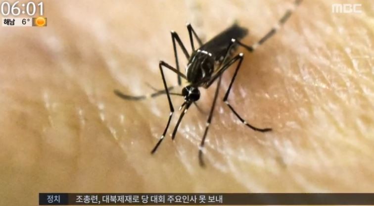 지카 바이러스
 출처:/MBC뉴스 캡쳐