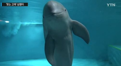 웃는 고래 상괭이 출처:/방송 캡처