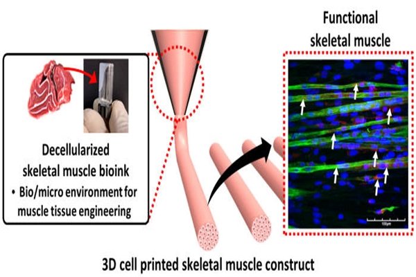 POSTECH Succeeds in Manufacturing Artificial Muscles 3D - ETNews