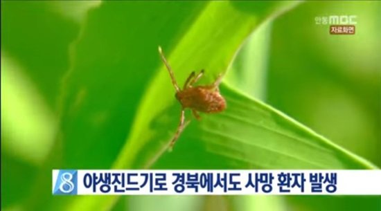 야생진드기 바이러스, 가족 간 전파 사례 국내서 첫 확인