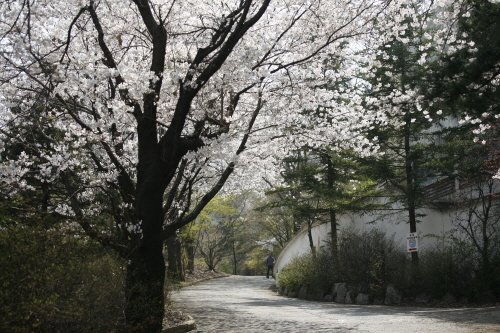 세계사이버대학, 벚꽃 나들이 행사 진행