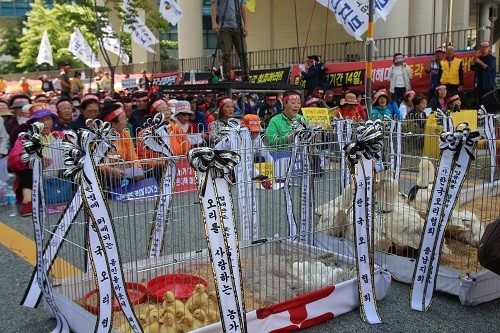 한국오리협회 회원들이 27일 세종시 농림축산식품부 앞에서 오리 사육제한 조치 등에 대한 대책 마련을 요구했다.