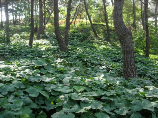 곤달비숲