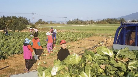 장평화절임배추, 땅끝 해남 절임배추로 인기