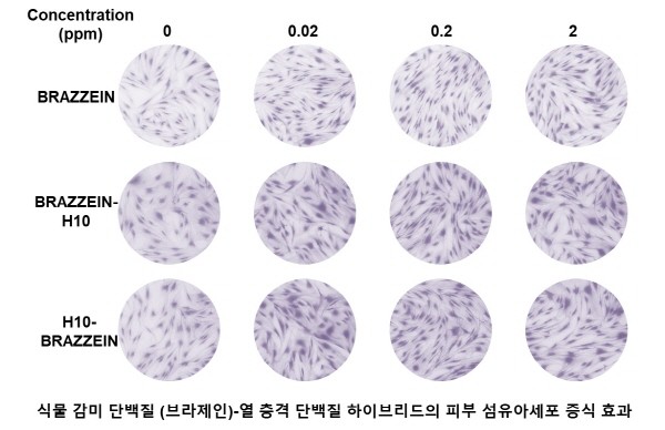 ㈜넥스젠바이오텍, '브라제인-열 충격 단백질 하이브리드' 특허 등록 완료