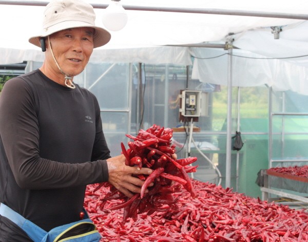 '괴산군 쇼핑몰' 괴산장터, 유기농토종고추와 괴산청결건고추 판매 개시