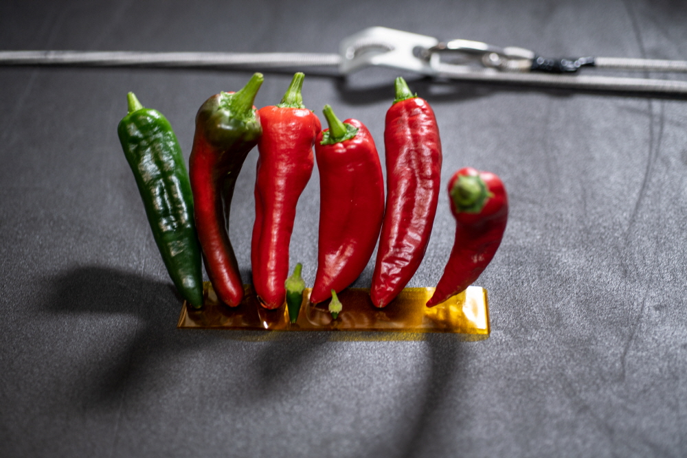 우주 비행사들이 맛볼 수 있도록 놓아진 ‘우주 고추’. 사진=NASA