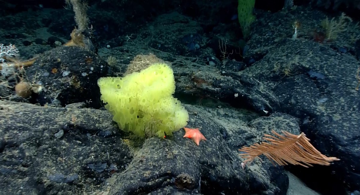 노란색 해면과 핑크색 불가사리. 사진=미국 해양 국립해양대기국(NOAA)