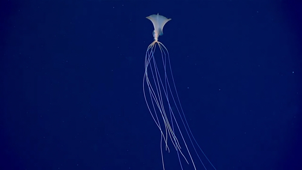 큰지느러미 오징어. 사진=미국 해양 국립해양대기국(NOAA)