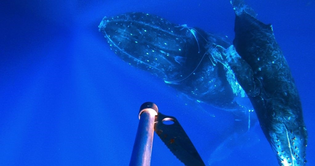 혹등고래 구조에 사용되는 특수 칼. 사진=E.라이먼/미 국립해양대기관리국(NOAA)