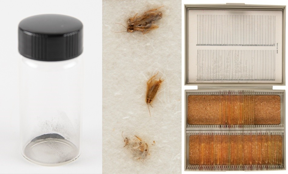 (왼쪽부터) 바퀴벌레 뱃속에서 꺼낸 달 시료, 실험실 바퀴벌레 3마리, 연구 슬라이드 66장. 사진=PR옥션