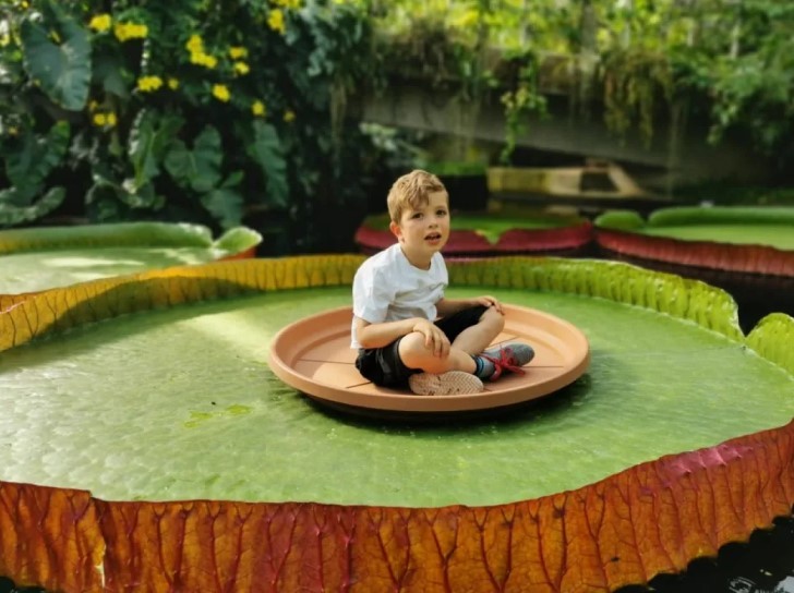 연구를 이끈 카를로스 막달레나의 6세 아들이 빅토리아 볼리비아나 위에 앉아있다. 사진=RGB Kew