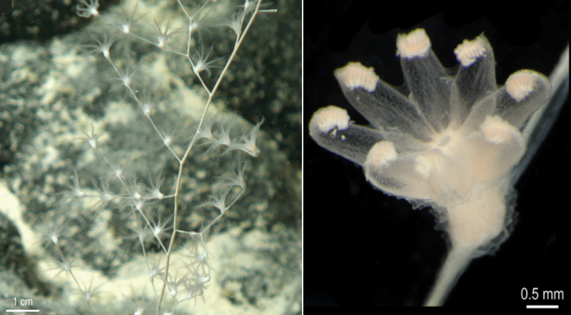 크리소고르지아(Chrysogorgia)라는 산호의 일종. 사진=Deep CCZ/NOAA